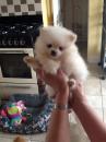 Puppies for sale Netherlands, Amsterdam Pomeranian Spitz