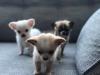 Puppies for sale Luxembourg, Luxembourg Chihuahua