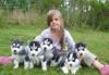 Puppies for sale Italy, Piacenza Haski, Siberian husky