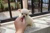 Puppies for sale Netherlands, Amsterdam Chihuahua