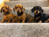 Puppies for sale Finland, Rovaniemi Dachshund