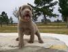 Puppies for sale Netherlands, Amsterdam Labrador