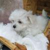 Puppies for sale Romania, Bucharest Maltese