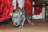 Puppies for sale Finland, Kuopio Staffordshire Bull Terrier