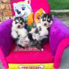 Puppies for sale Netherlands, Amsterdam Haski