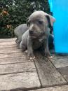 Puppies for sale Luxembourg, Luxembourg Staffordshire Bull Terrier