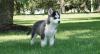 Puppies for sale Spain, Segovia Haski
