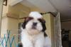 Puppies for sale Netherlands, Amsterdam Shih Tzu
