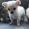 Puppies for sale France, Limoges Chihuahua