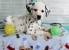 Puppies for sale Netherlands, Amsterdam Dalmatian
