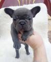 Puppies for sale Netherlands, Amsterdam French Bulldog