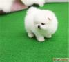 Puppies for sale Austria, Vienna Pomeranian Spitz