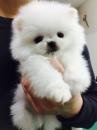 Puppies for sale United Kingdom, Sunderland Pomeranian Spitz