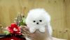Puppies for sale Belarus, Brest Pomeranian Spitz
