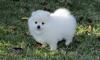Puppies for sale Belarus, Gomel Pomeranian Spitz