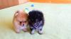 Puppies for sale Finland, Lapperanta Pomeranian Spitz
