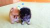 Puppies for sale Estonia, Tallinn Pomeranian Spitz