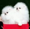 Puppies for sale Poland, Sosnowiec Pomeranian Spitz