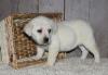 Puppies for sale Bulgaria, Shumen Labrador