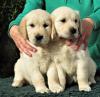 Puppies for sale Estonia, Tartu Golden Retriever