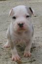 Puppies for sale Greece, Athens American Pit-Bull Terrier
