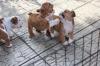 Puppies for sale United Kingdom, Sheffield English Bulldog