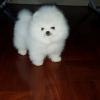 Puppies for sale United Kingdom, Bradford Pomeranian Spitz