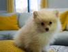 Puppies for sale Ukraine, Kiev, Kiev Pomeranian Spitz