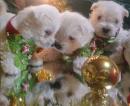 Продам щенка Украина, Днепропетровск Вест хайленд уайт терьер