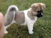 Puppies for sale Germany, Trier Akita