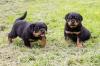 Puppies for sale France, Saint-Etienne Rottweiler