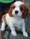 Puppies for sale Hungary, Debrecen King Charles Spaniel