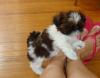 Puppies for sale USA, California, Los Angeles Shih Tzu