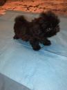 Puppies for sale USA, Texas Shih Tzu