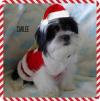 Puppies for sale USA, Texas, San Antonio Shih Tzu