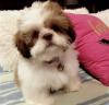 Puppies for sale USA, California Shih Tzu