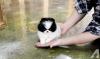 Puppies for sale Germany, Bochum Pomeranian Spitz