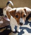 Puppies for sale USA, New Jersey Jack Russell Terrier