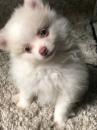 Puppies for sale USA, California, Los Angeles Pomeranian Spitz