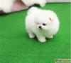 Puppies for sale Germany, Hannover Pomeranian Spitz