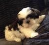 Puppies for sale USA, Texas, Houston Shih Tzu