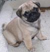 Puppies for sale Turkmenistan, Ashgabat Pug