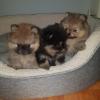 Puppies for sale Estonia, Pya Pomeranian Spitz