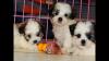 Puppies for sale Finland, Lapperanta Shih Tzu