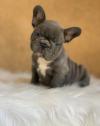 Puppies for sale France, Bordeaux French Bulldog