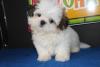 Puppies for sale Finland, Helsinki Shih Tzu