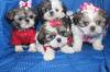 Puppies for sale United Kingdom, Birmingham Shih Tzu