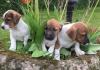 Puppies for sale Belgium, Gant Jack Russell Terrier