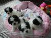 Puppies for sale Romania, Alexandria Shih Tzu