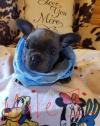 Puppies for sale France, Antibes French Bulldog